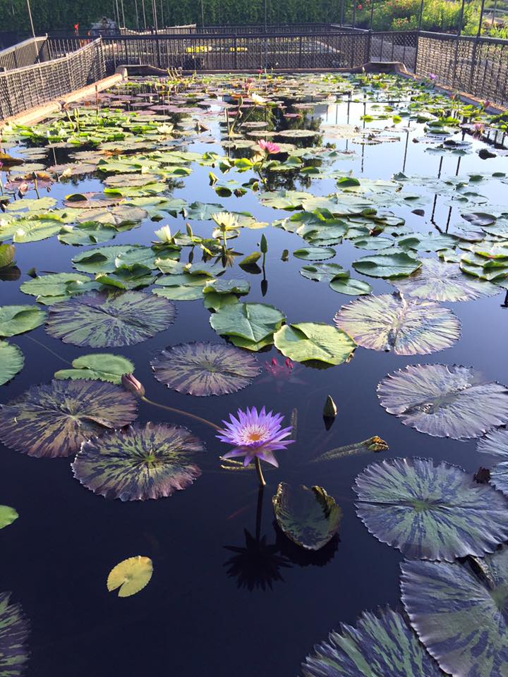 lily pad garden2